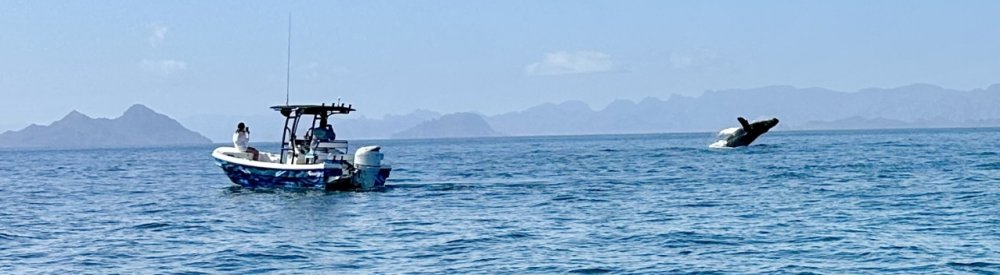 Panga Boat With Commercial Boat Tower 1000